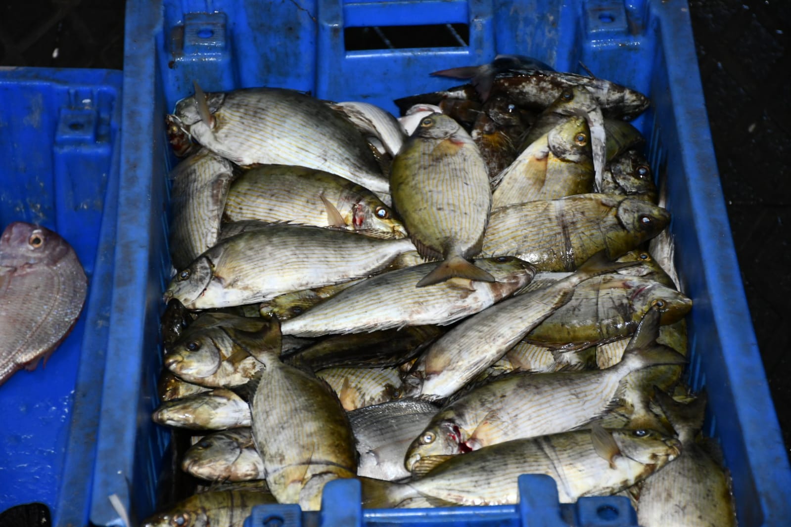 WhatsApp Image 2020-11-23 at 8.41.17 AM.jpeg.jpeg